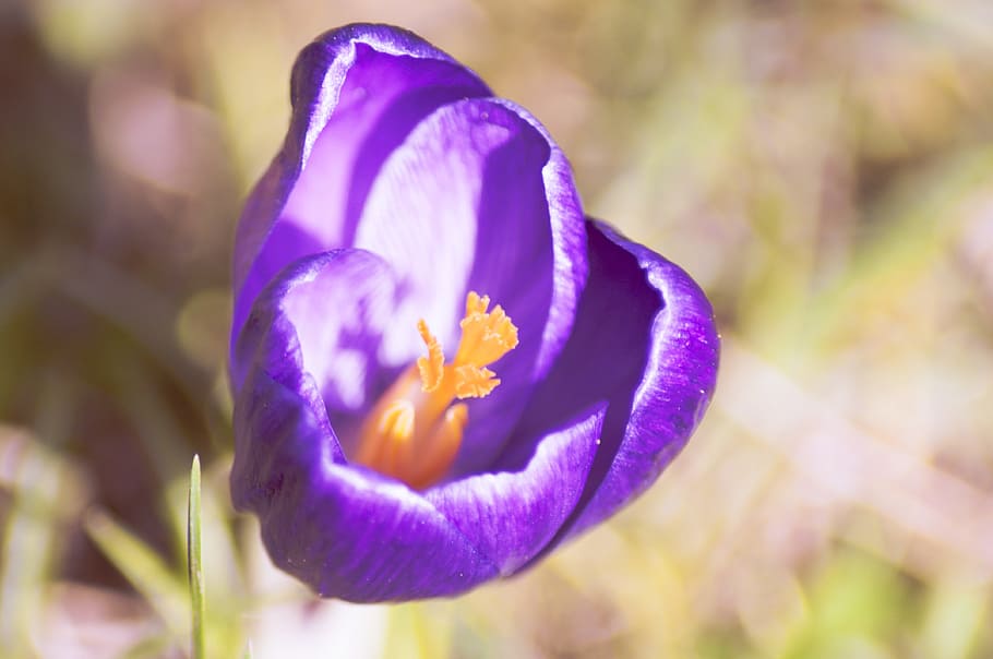 Crocus, Flower, Spring, Nature, Garden, plant, floral, blossom HD wallpaper