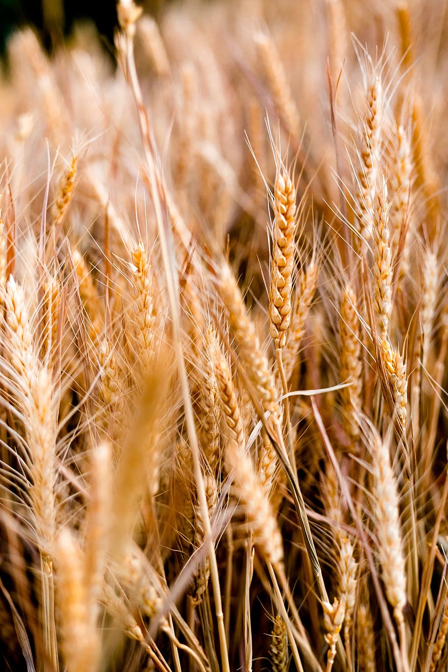 wheat, bread, cereal, straw, agriculture, crop, cereal plant HD wallpaper