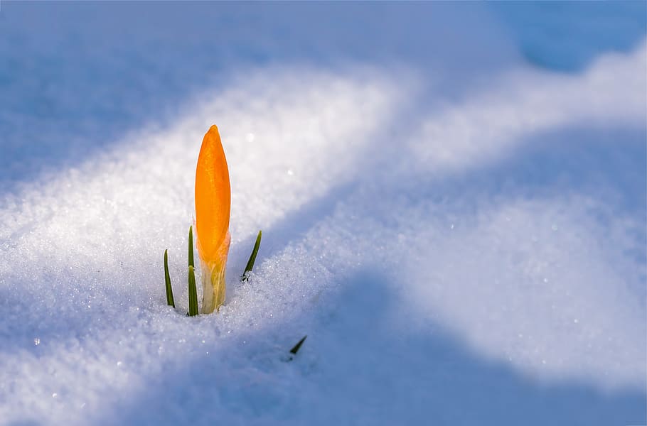 shallow focus photography of yellow petal flower on covered with snow field HD wallpaper