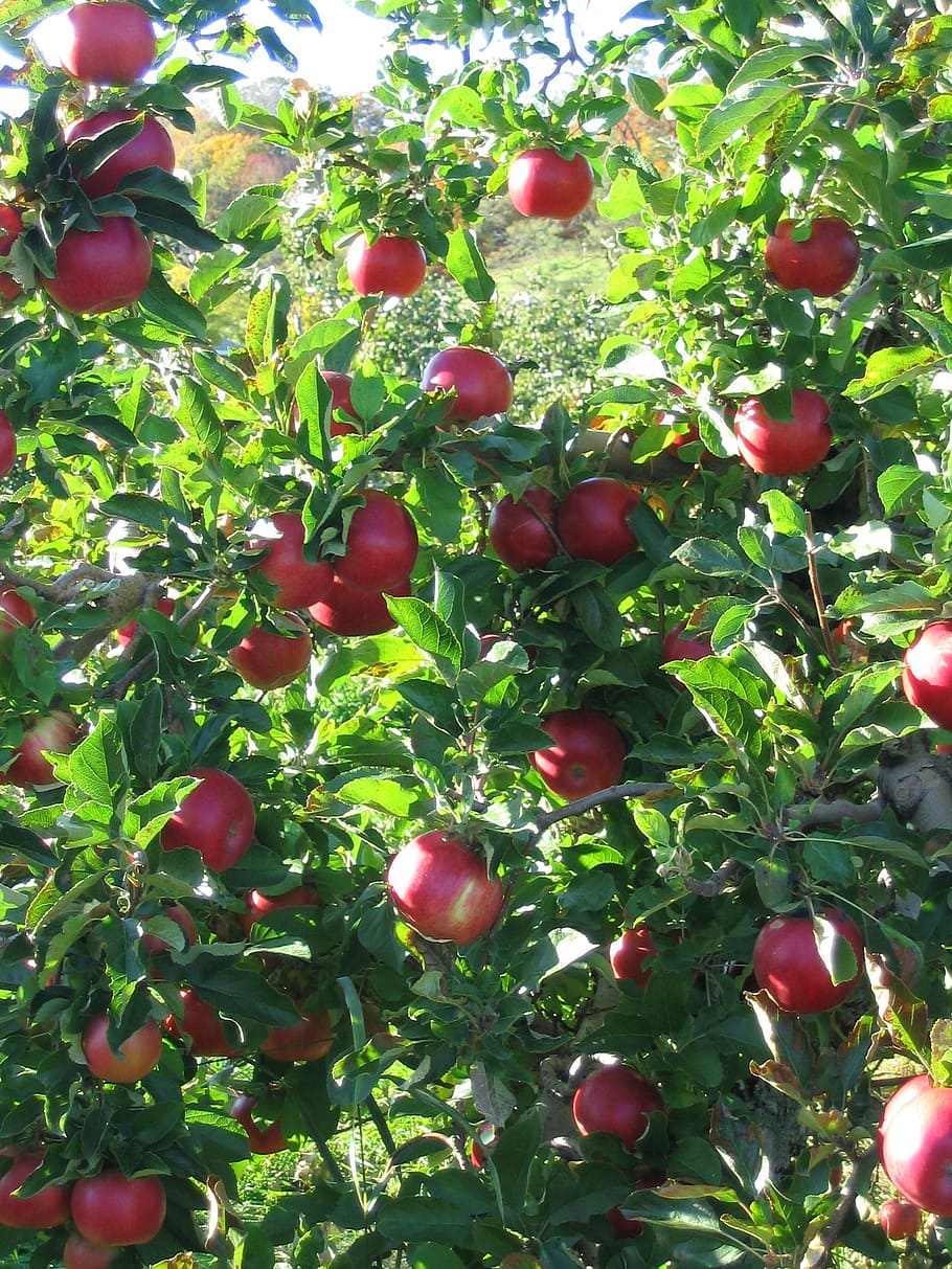 apples, branch, apple tree, fruit, red, crop, autumn, healthy eating HD wallpaper