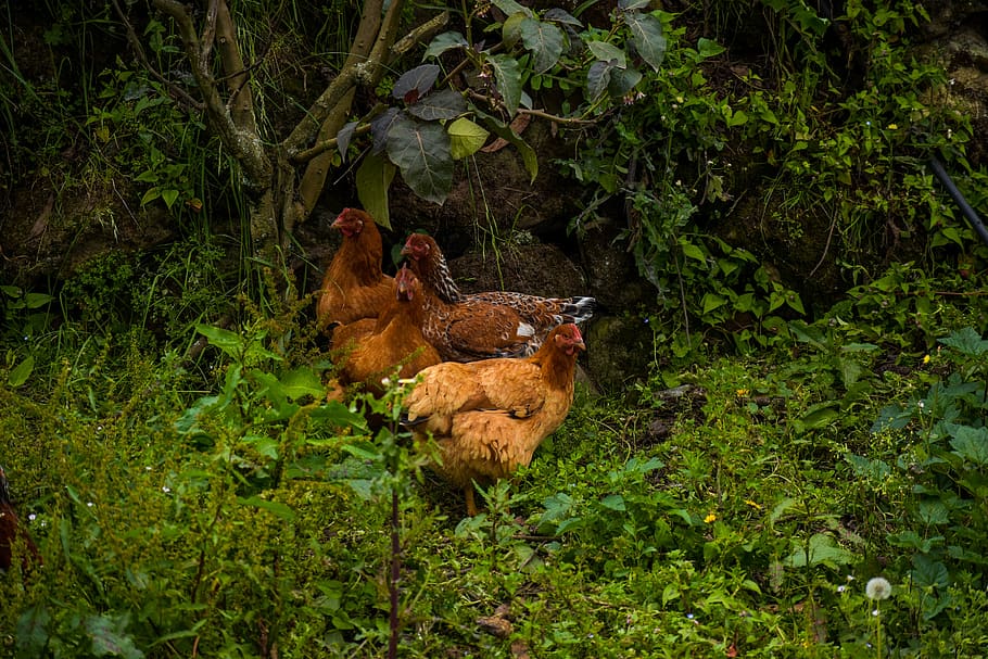 hen, ave, wings, grass, peak, animal themes, plant, group of animals HD wallpaper