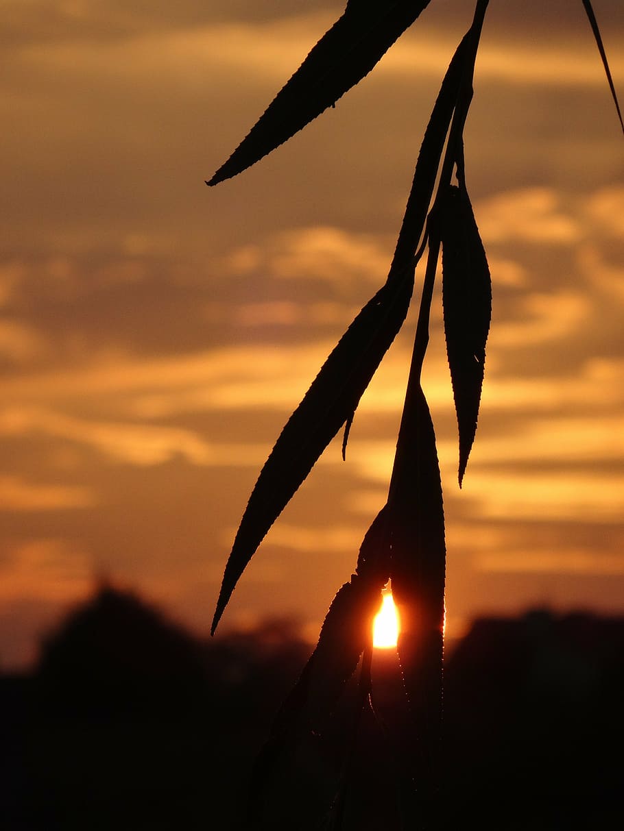nature, sunset, landscape, foliage, dusk, silhouette, orange color HD wallpaper