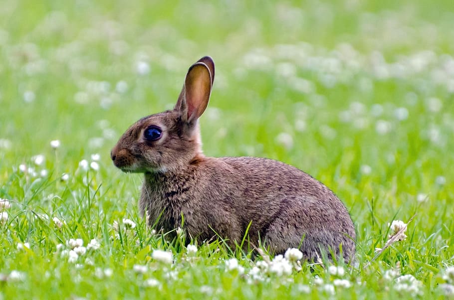 photo of black rabbit on green grass during daytime, mammal HD wallpaper
