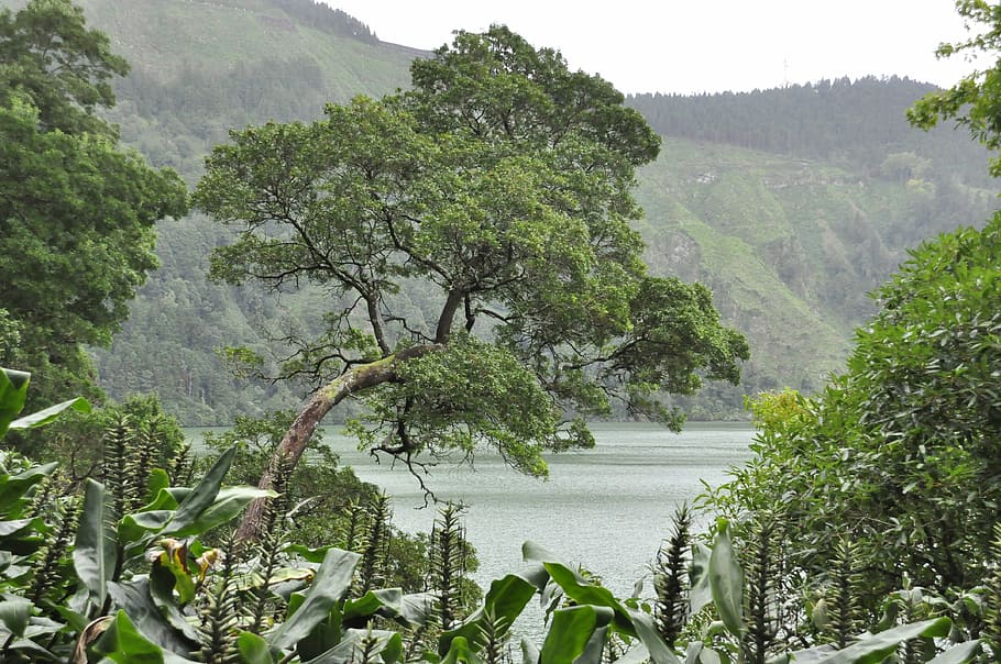 sao miguel, azores, tree, island, water, landscape, nature, HD wallpaper