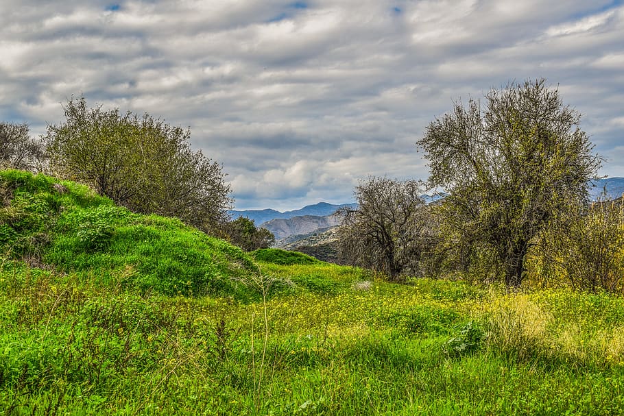 nature, landscape, tree, panoramic, grass, field, countryside HD wallpaper