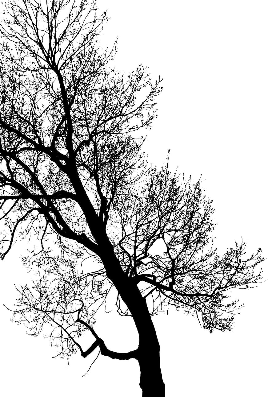 Tree, Branch, Trunk, Foliage, Contrast, winter, forest, tree branches HD wallpaper