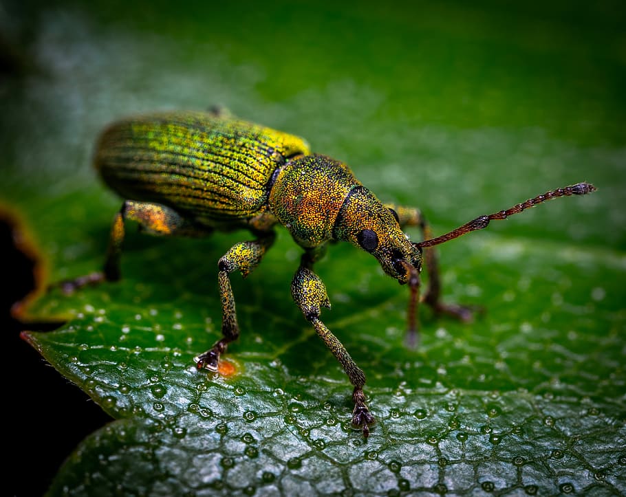 macro, insect, bespozvonochnoe, coleoptera, beetle, weevil, HD wallpaper