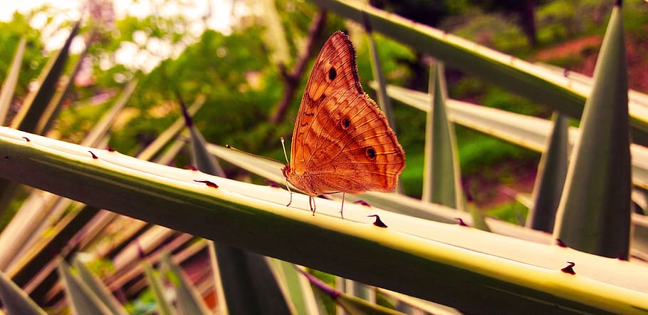 butterfly, red, insects, bugs, photography, animal, nature HD wallpaper