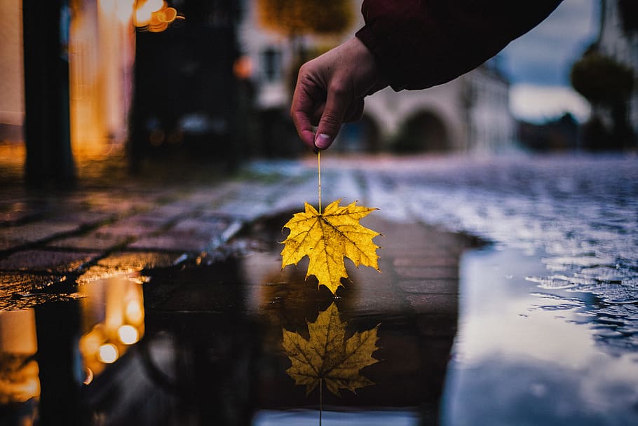 person holding yellow maple leaf over water on street, person holding maple leaf reflecting on body of water HD wallpaper
