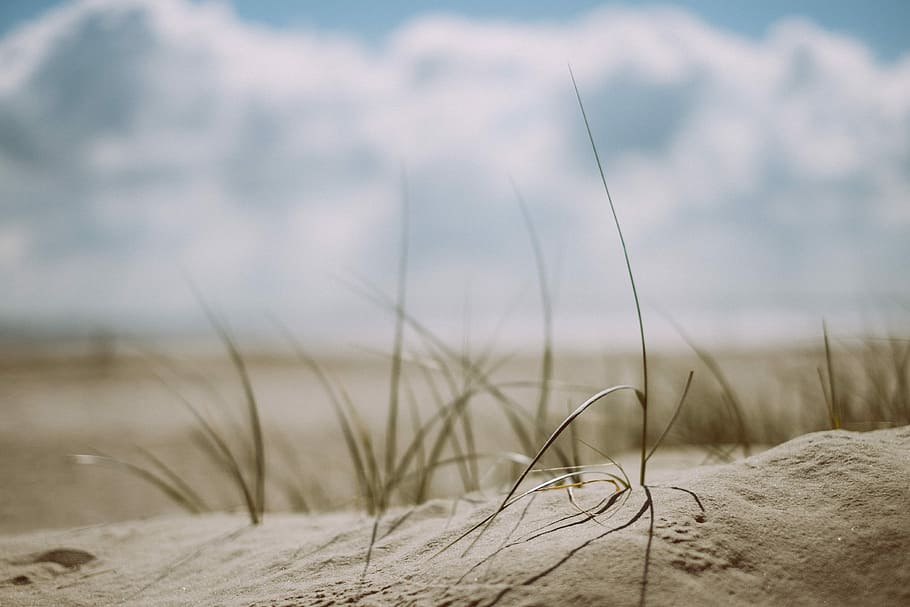 shift-tilt lens photography of grass, tilt-lens of green grass HD wallpaper