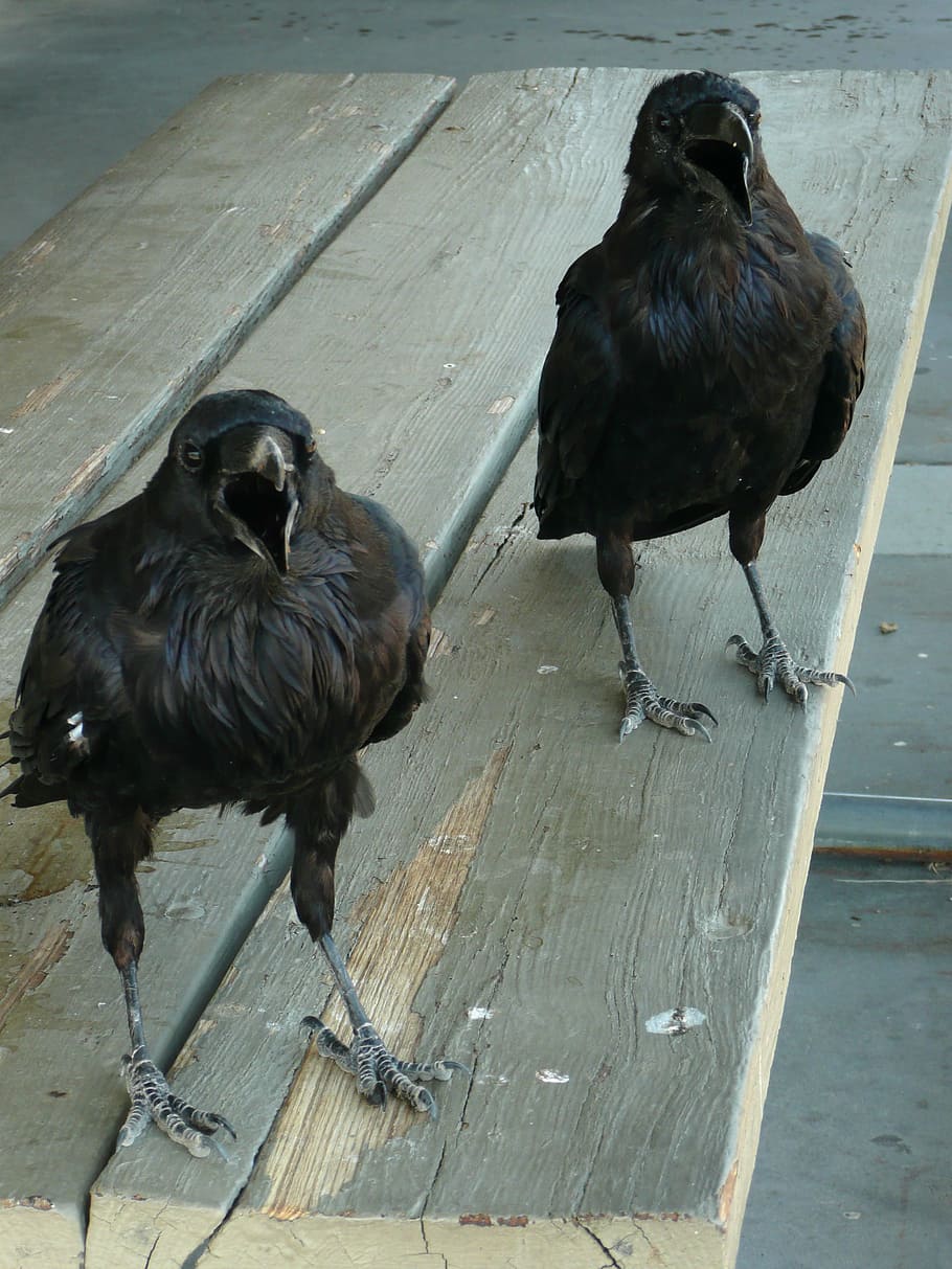 two short-beak black birds on table, raven, crow, dark, animal HD wallpaper