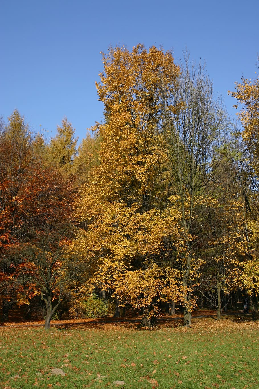 park, forest, autumn, tree, foliage, october, nature, plant HD wallpaper