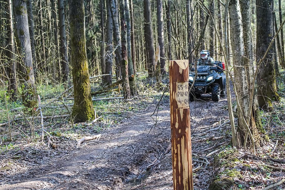 atvs, rover, forest, trip, ride, off-road, summer, entertainment HD wallpaper