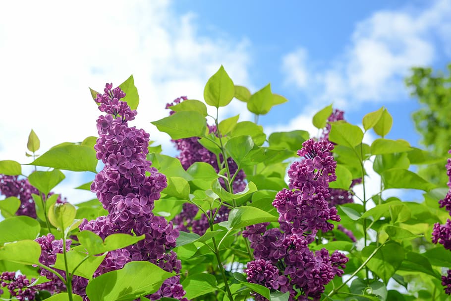 flower, purple, bloom, blue, green, purple flowers, nature HD wallpaper