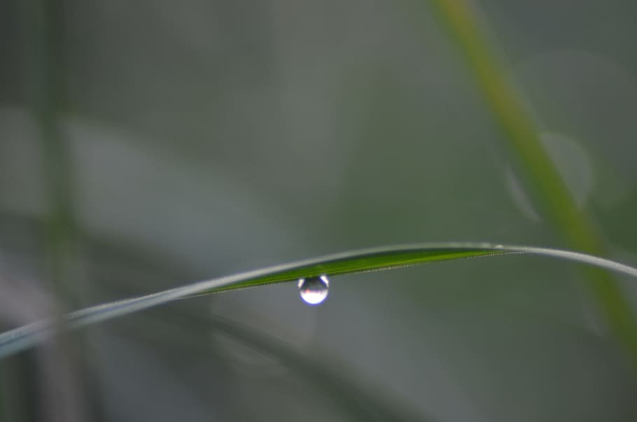 Grass, Blade, Wet, Drop, rosa, a drop of, meadow, the fog, morning HD wallpaper