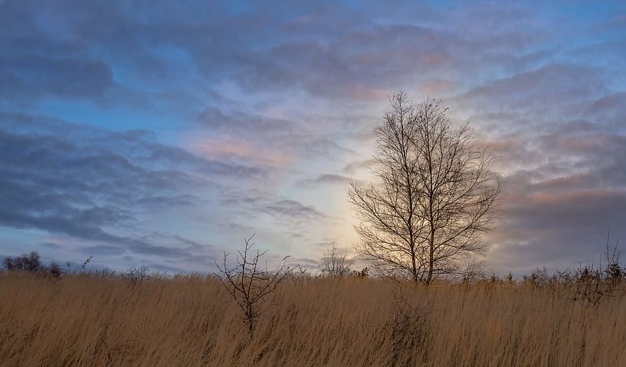 tree, meadow, nature, landscape, field, poland, clouds, grass HD wallpaper