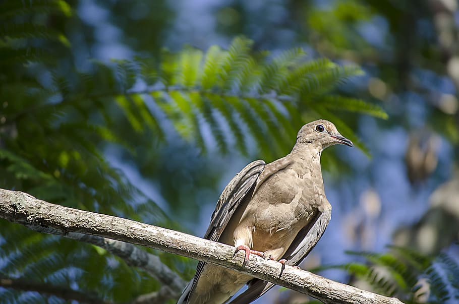bird, wildlife, tree, colorful, summer, nature, forest, branch HD wallpaper