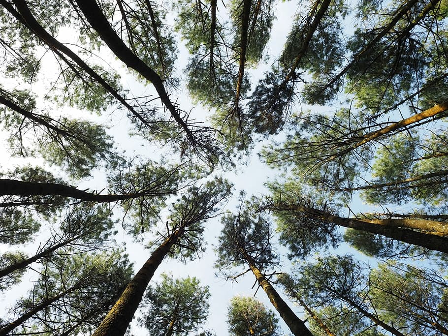 worm's-eye view photography of forest, low angle photography of trees HD wallpaper
