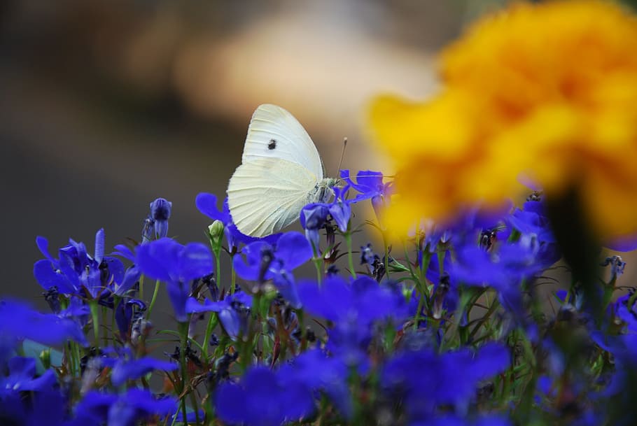 butterfly, insect, flower, blue, flowering plant, vulnerability HD wallpaper