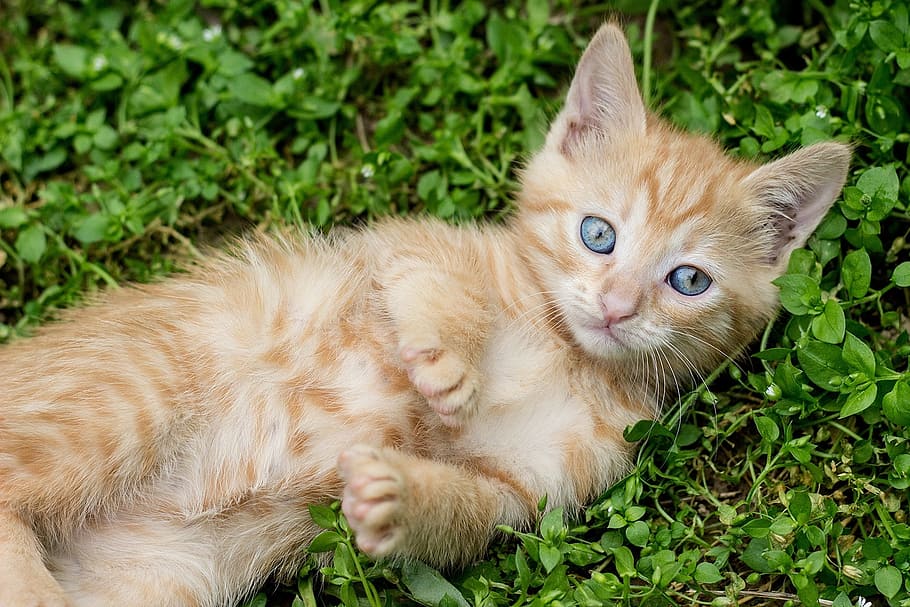 orange tabby kitten on grass, red cat, ginger kitten, young HD wallpaper