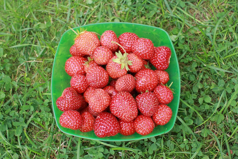 strawberry, dacha, garden, summer, closeup, greens, macro, garden strawberry, HD wallpaper