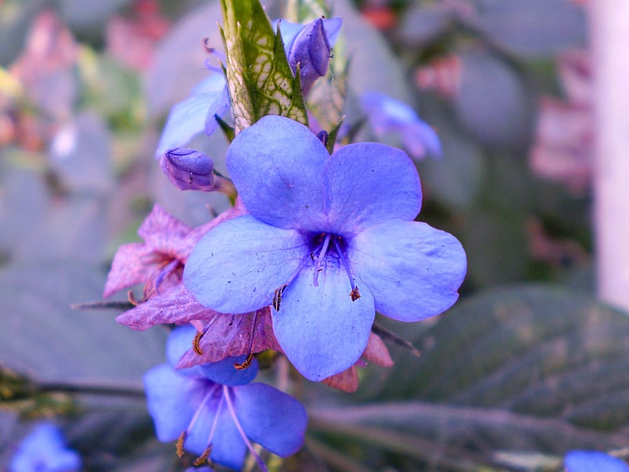 Blue, Violet, Violet, Blue, Blue Flower, garden, growth, purple HD wallpaper