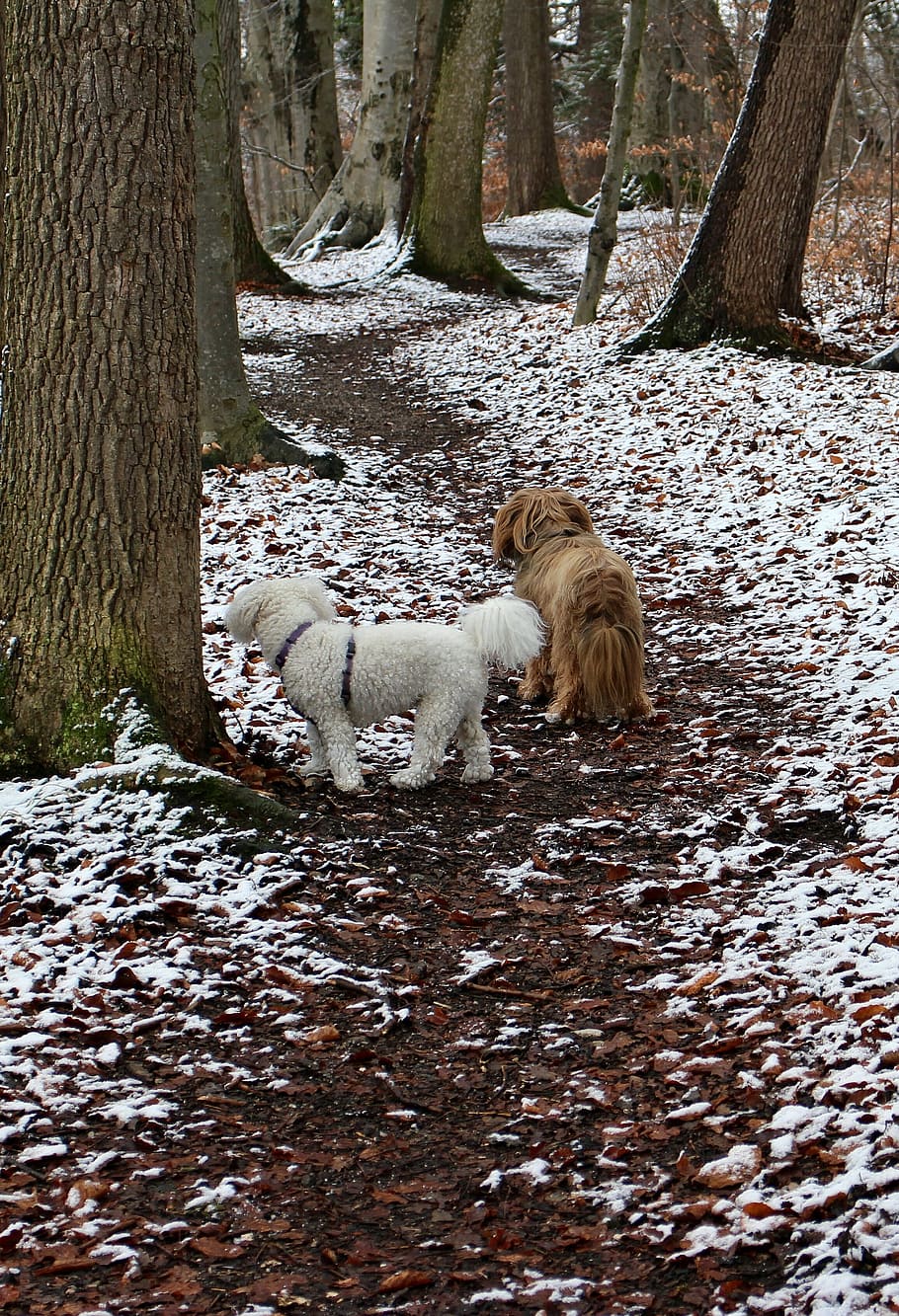 away, path, dogs, wait, look, expect, watch, look ahead, view HD wallpaper