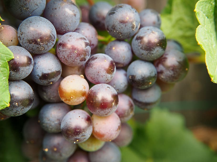 grape, grapes, fruit, eat, winegrowing, ripe grapes, vine, blue grapes HD wallpaper