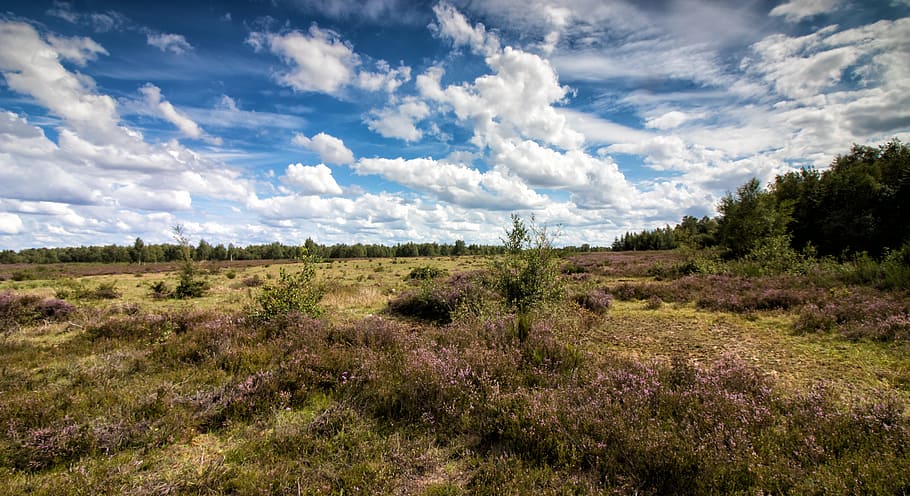 landscape photography of green grass field, heide, heather HD wallpaper