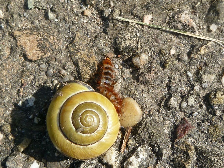 insect, beetle, larva, yellow worm beetle, black forest, animal wildlife HD wallpaper