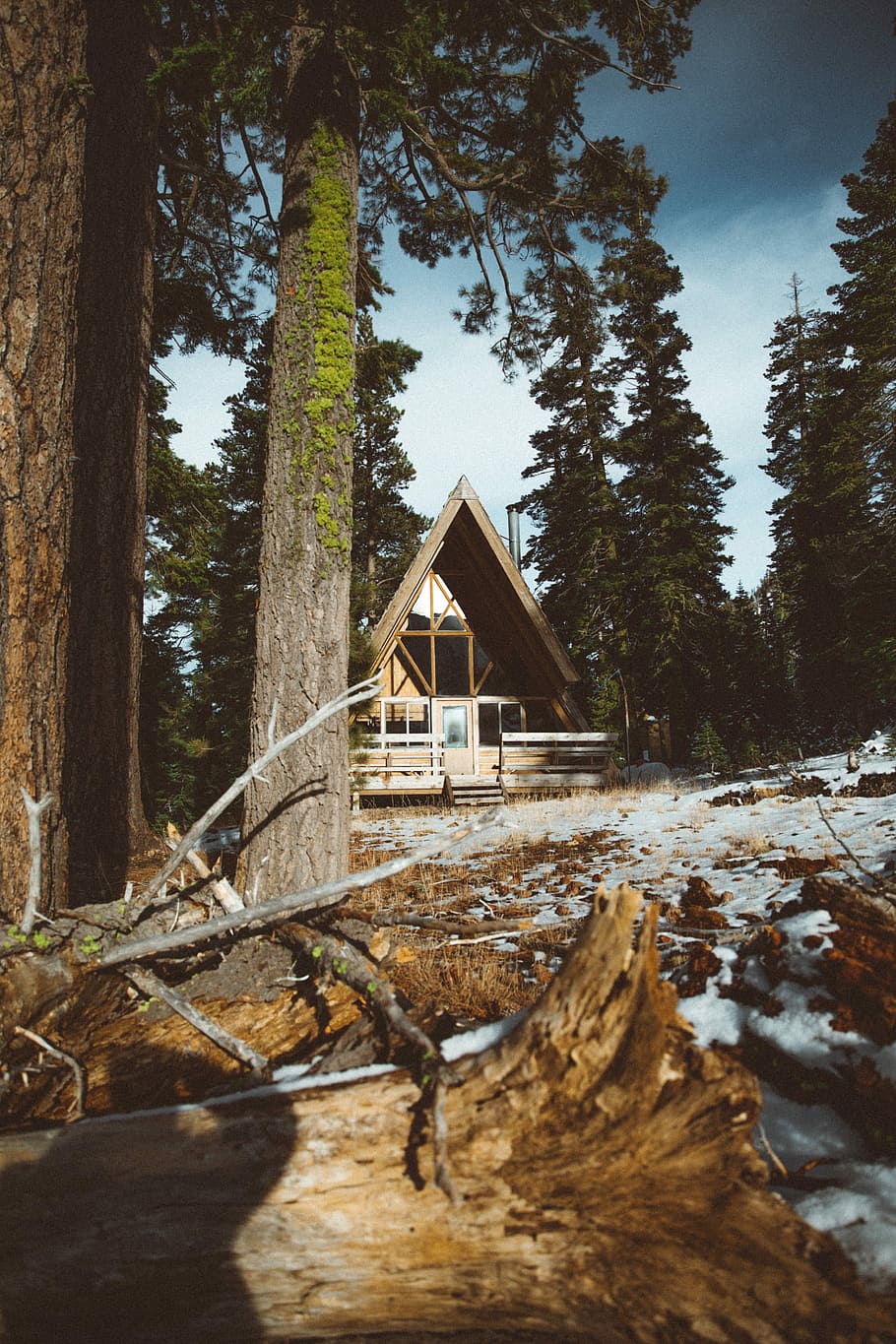 brown wooden house surrounded with trees at daytime, cabin surrounded by forest trees during daytime HD wallpaper