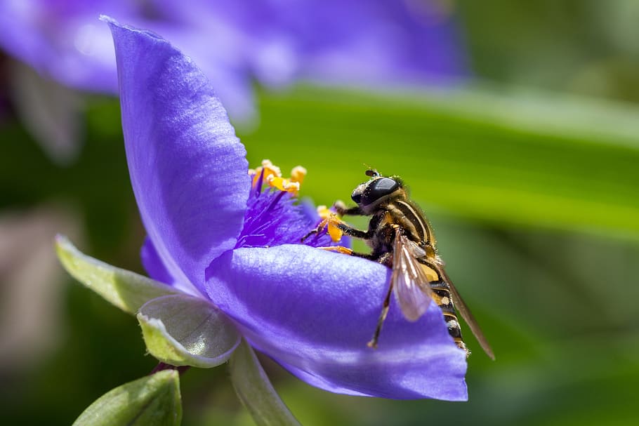 Macro, Flower, Purple, Fly, Blossom, bloom, insect, garden HD wallpaper