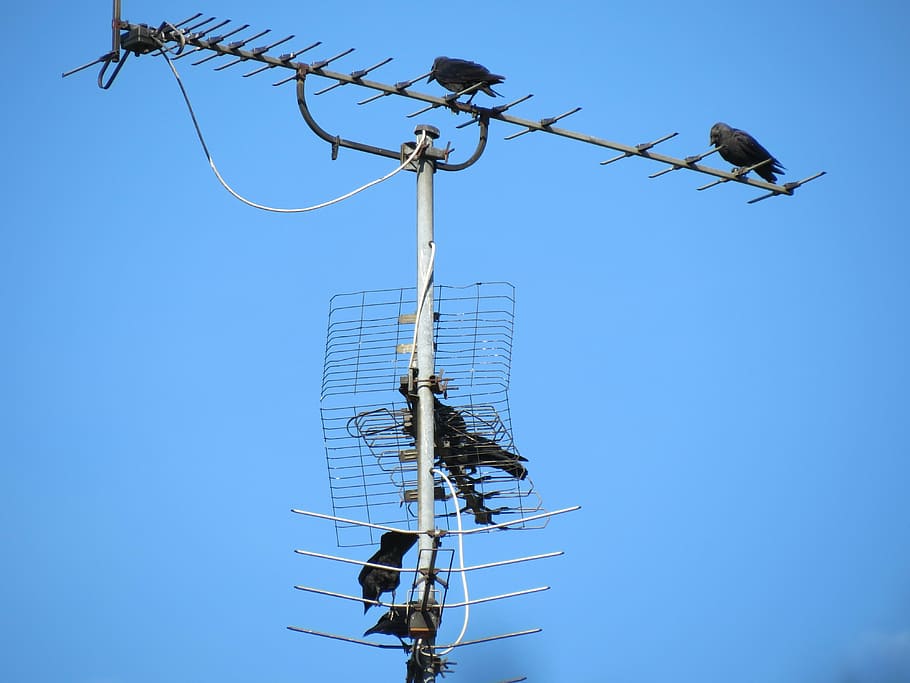 antenna, tv antenna, reception, old, blue, sky, birds, dig