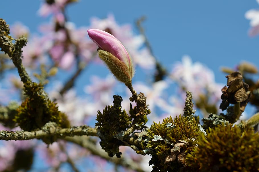 Magnolia, Spring, Pink, Nature, bud, tree, blossom, bloom, flower HD wallpaper