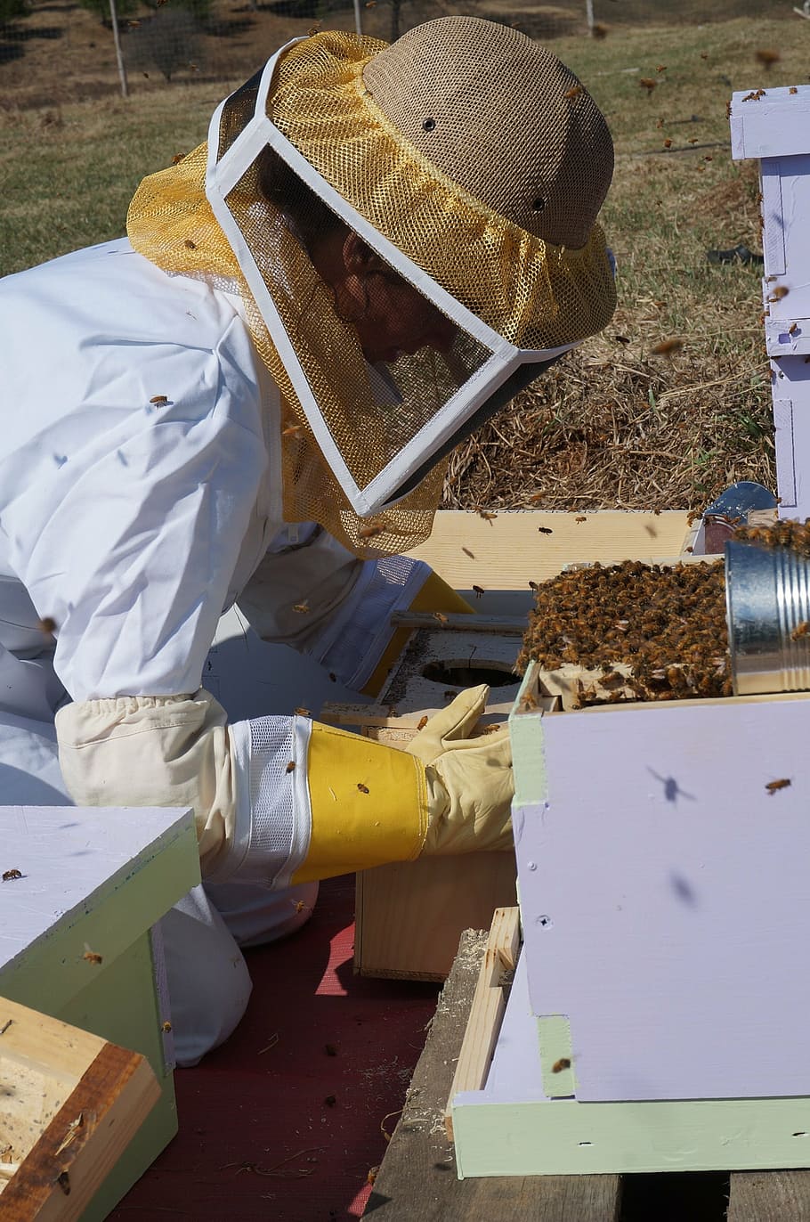 person wearing protective suit looking at bees, farming, beekeeping HD wallpaper