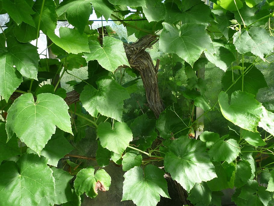Ivy, Climber, age, leaf, green color, tree, growth, no people HD wallpaper