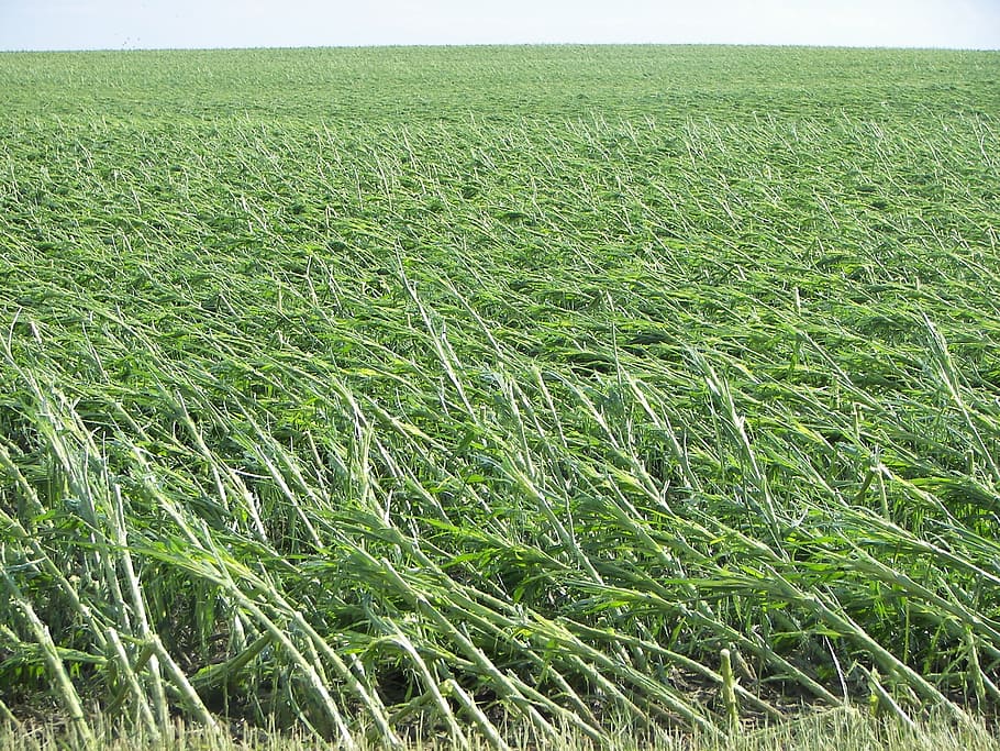 corn, windblown, field, growth, landscape, plant, green color HD wallpaper
