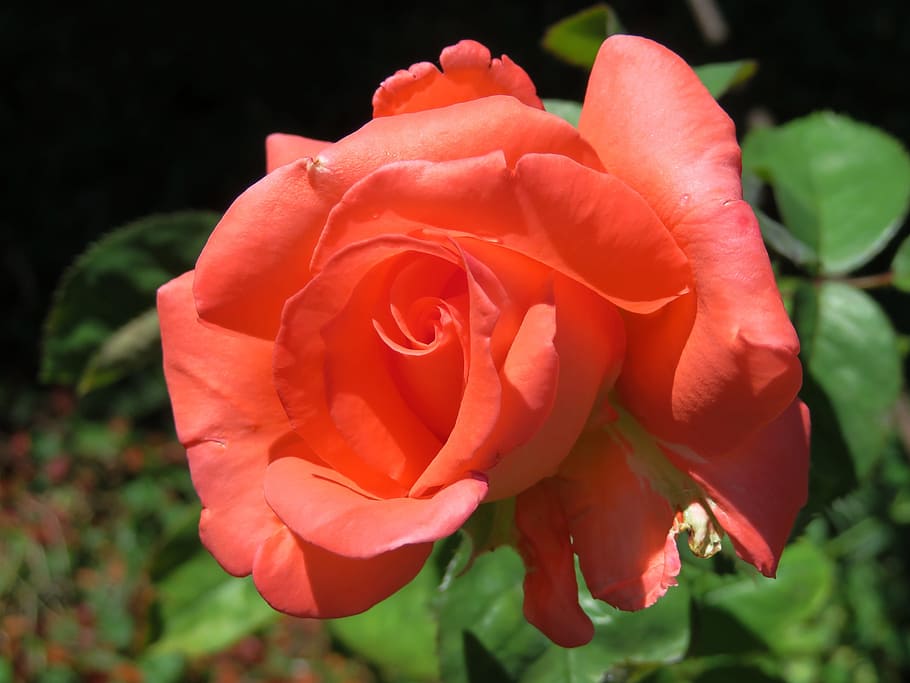 rose, flower buds, vicky, flowering plant, beauty in nature HD wallpaper
