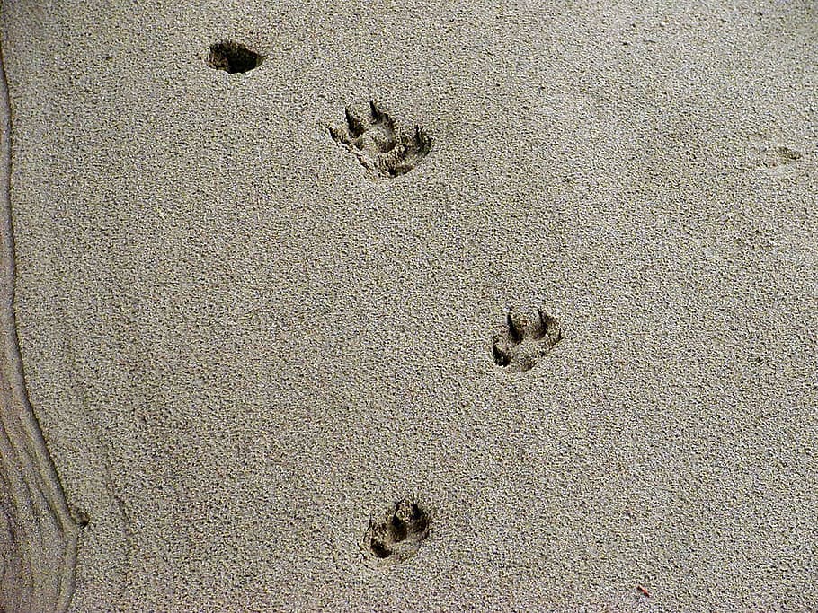 Tracks, Animal, Sand, Nature, River Bed, foot, paw, footprint, HD wallpaper