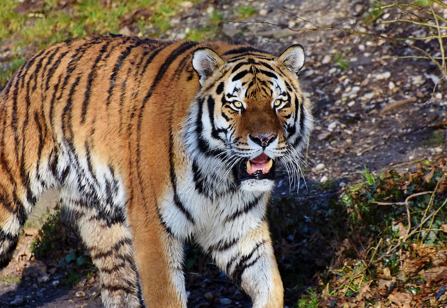 brown and white tiger, cat, predator, wildcat, big cat, tiger head HD wallpaper