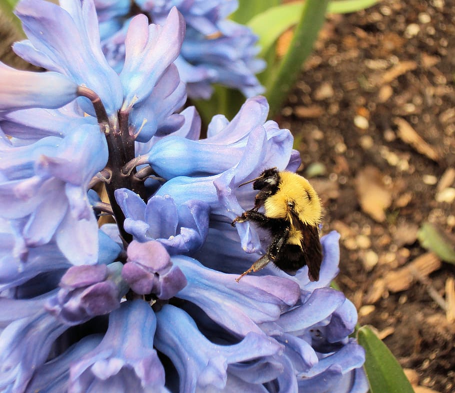 bee, pollinate, pollen, hyacinth, flower, insect, nature, pollination HD wallpaper