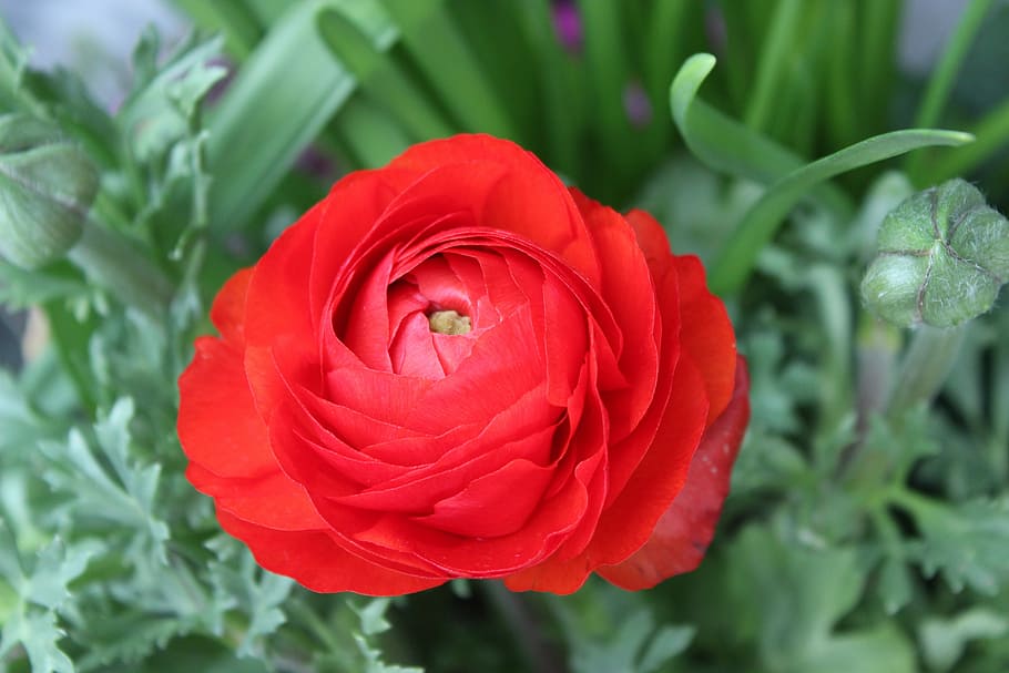 Flower, red flower, petal, growth, flower head, nature, plant HD wallpaper