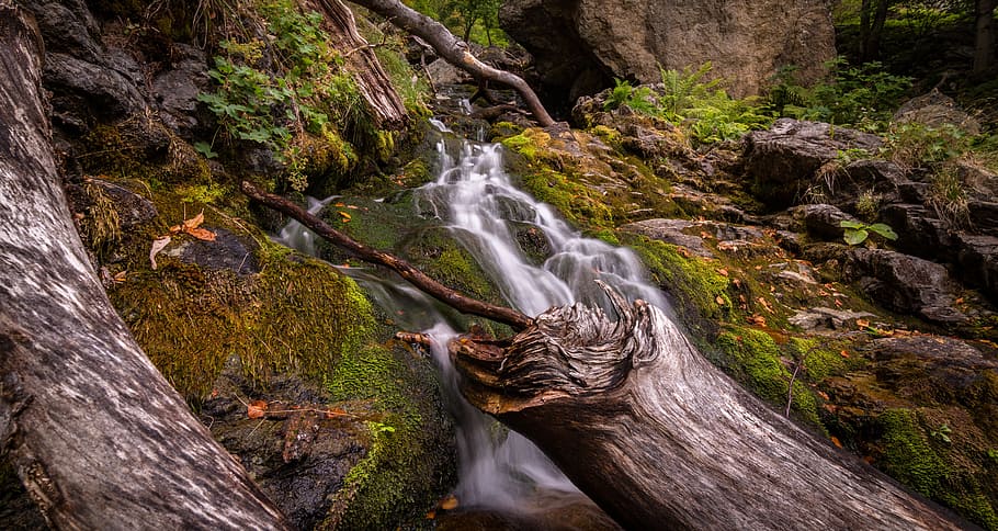 water spring with tree, creek, landscape, logs, moss, nature HD wallpaper