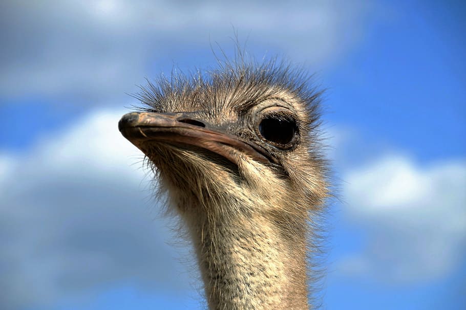the ostrich, head, grimace, view, stupid, bird, flightless HD wallpaper