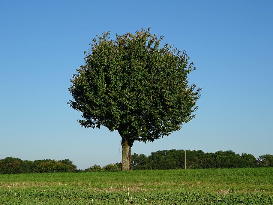 tree, nice weather, sky, blue, meadow, forest, mood, summer HD wallpaper
