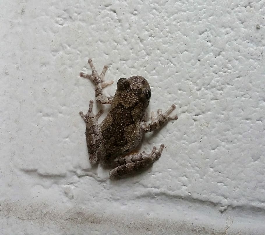 Tree Frog, Croak, croaking, amphibian, animal, nature, wildlife HD wallpaper