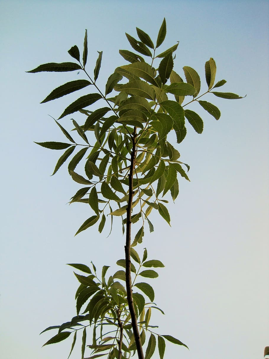 pecan tree, branch, nut, leaves, green, sky, plant, leaf, growth HD wallpaper