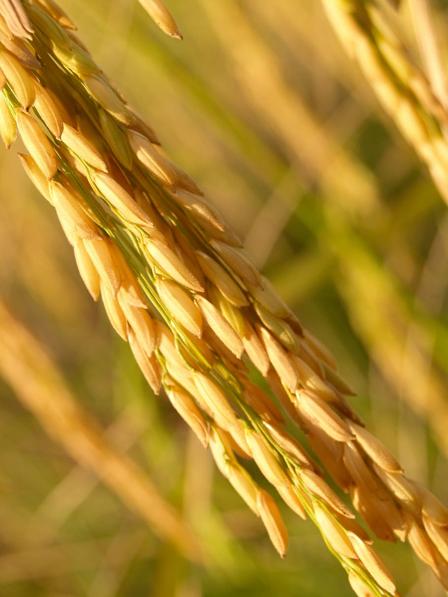 rice grains, agriculture, asia, autumn, botany, cereal, crop