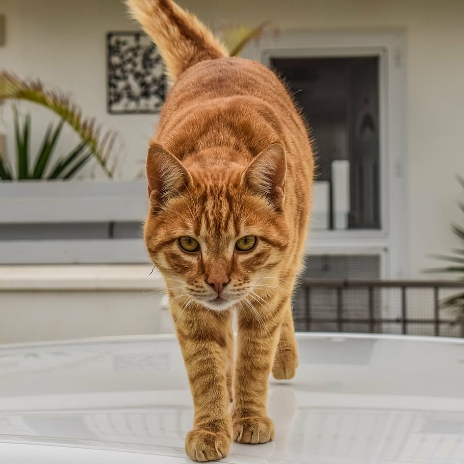orange tabby cat on glass-top surface, domestic, animal, pet