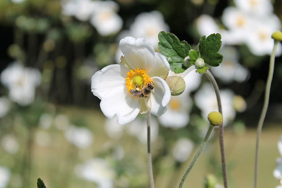 bee, flower, white, nature, flowers, insect, flowering plant HD wallpaper